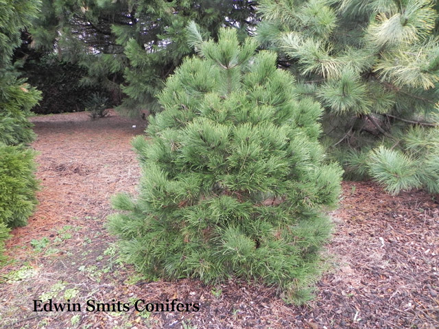 Pinus nigra 'Helga'
